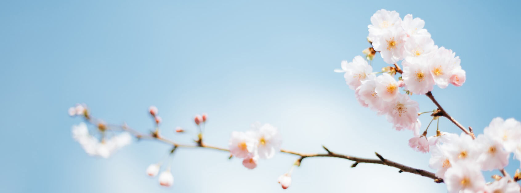 听花的舞姿