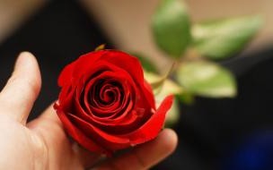 多少朵玫瑰花代表我爱你 玫瑰花送的朵数不一样、代表的含义又有什么区别呢